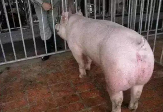 值得收藏的猪场母猪配种黄金时间表 提升繁殖效率的关键技巧